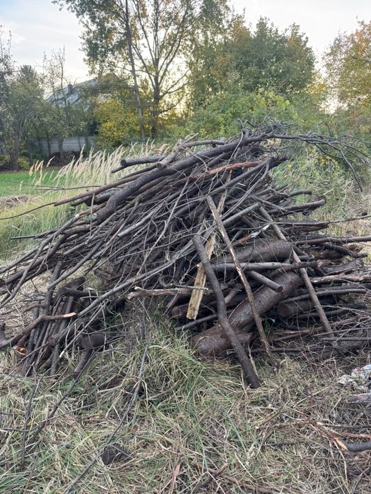 Gałęzie oddam za darmo