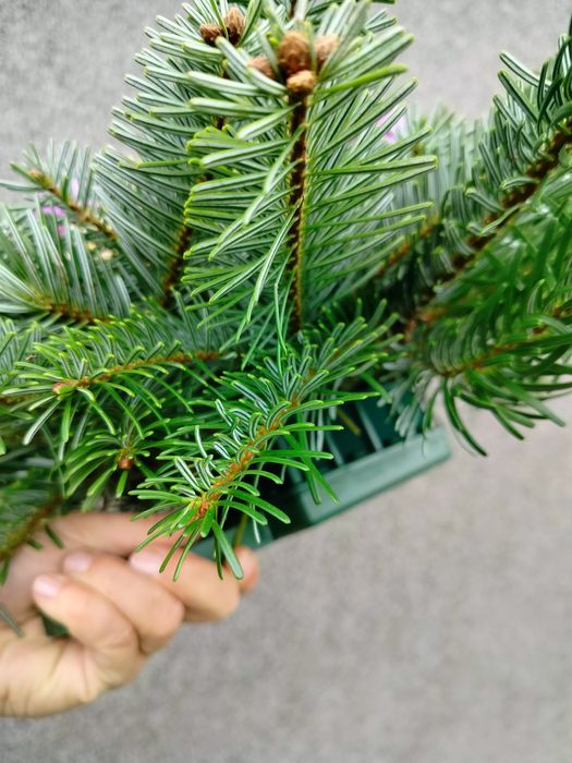 Stroik na cmentarz grób