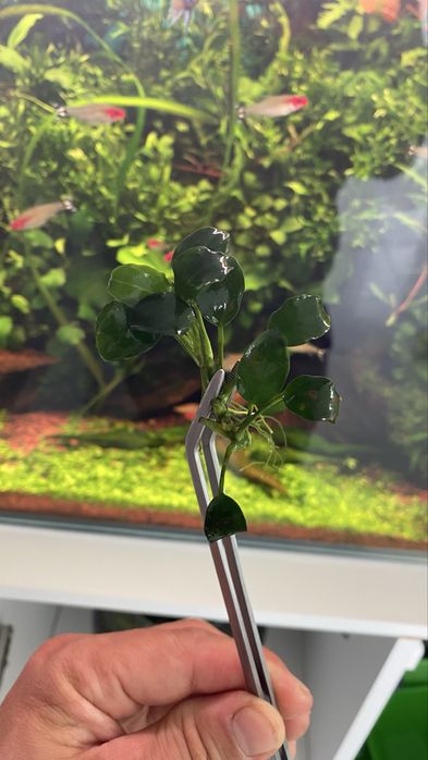 Anubias nana bonsai