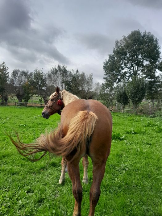 Продам кобилу.Вся інформація по номеру телефону
