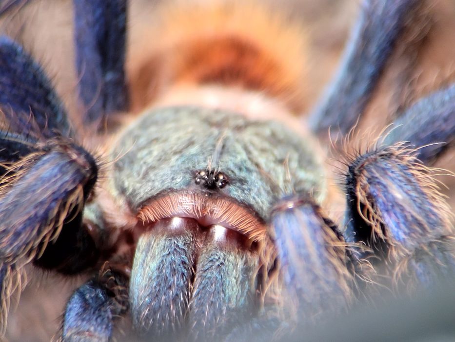 Samica 5DC Chromatopelma cyaneopunescens z terrarium