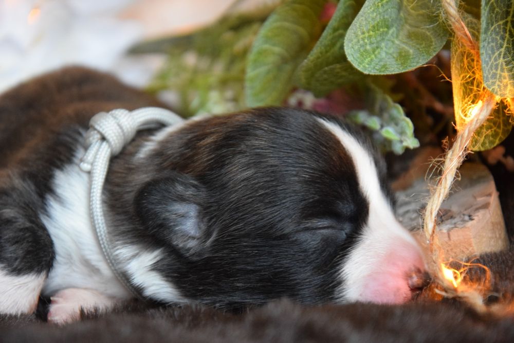 Chłopiec Welsh Corgi odbiór połowa czerwca!!