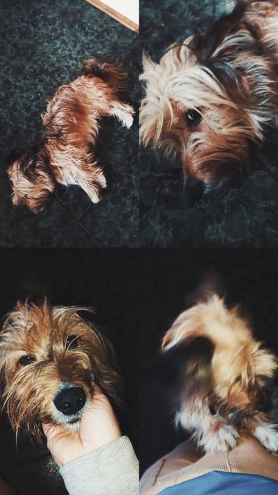 Прекрастный пес в хорошие руки