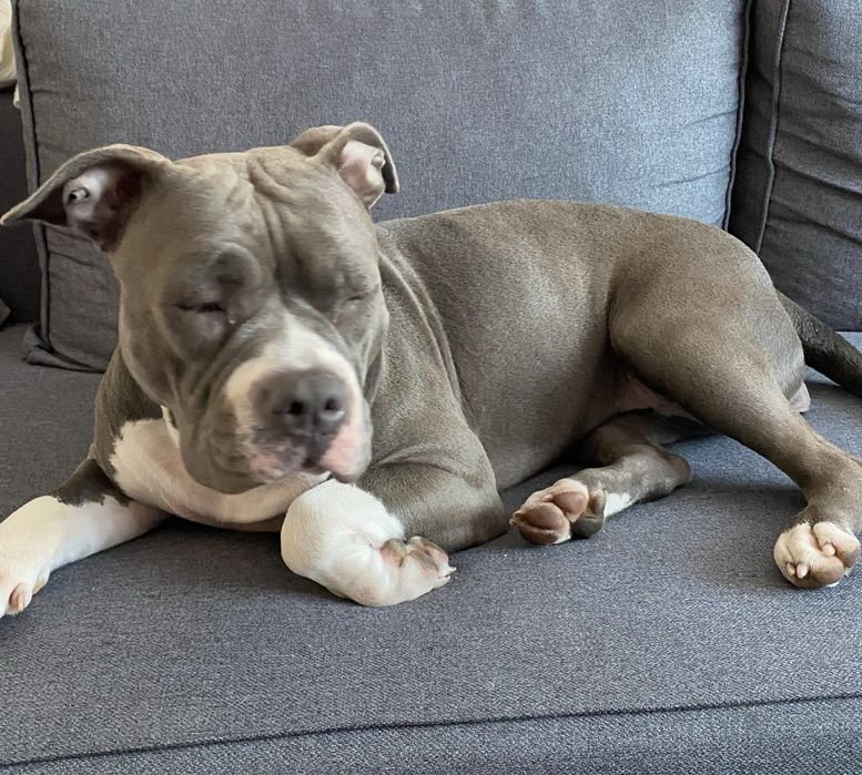 Spokojna sunia rasy Amstaff szuka domku