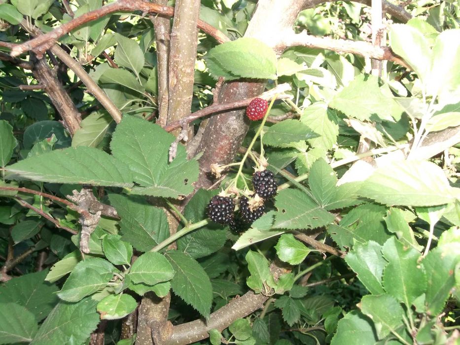 Саженцы Ежевики молодые