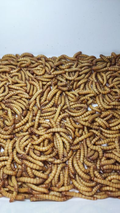 Larvas de Tenebrio molitor