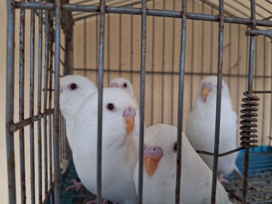 Periquitos Albinos
