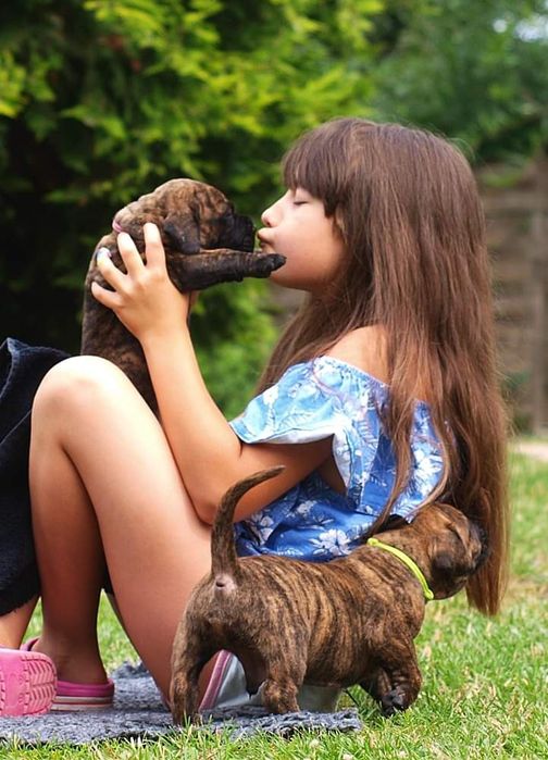 Hodowla Presa Canario! ZKwP/FCI