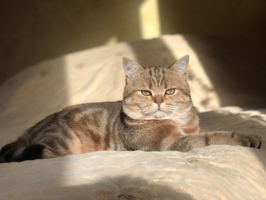 Прямовухий шотландський кіт шиншила ny 22 запрошує на вязку в‘язку