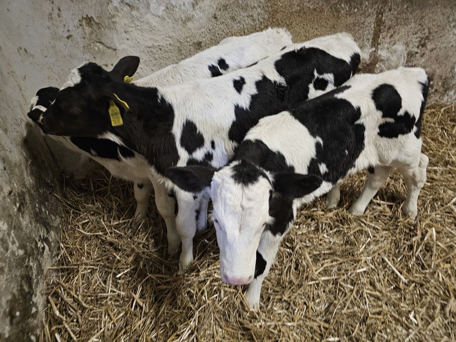 Sprzedam 3 cielaki byczki