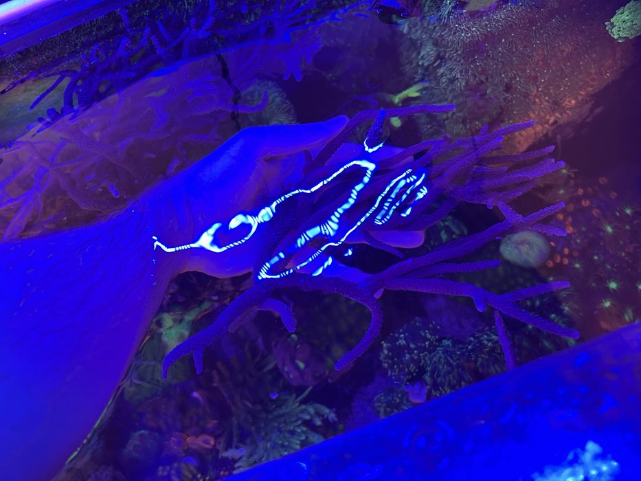 Coral SPS mais de 20cm aquario de agua salga