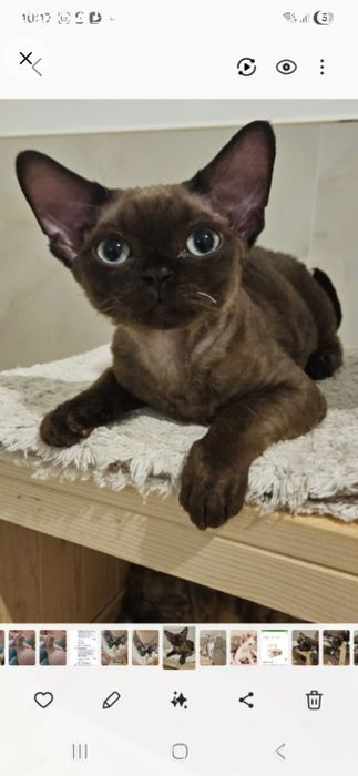 Kocurek Devon Rex