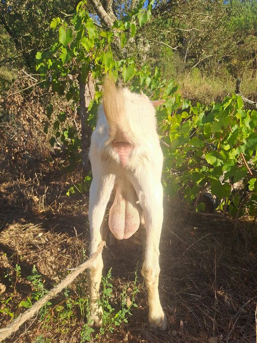 Cabrito Sannen puro com 7 meses