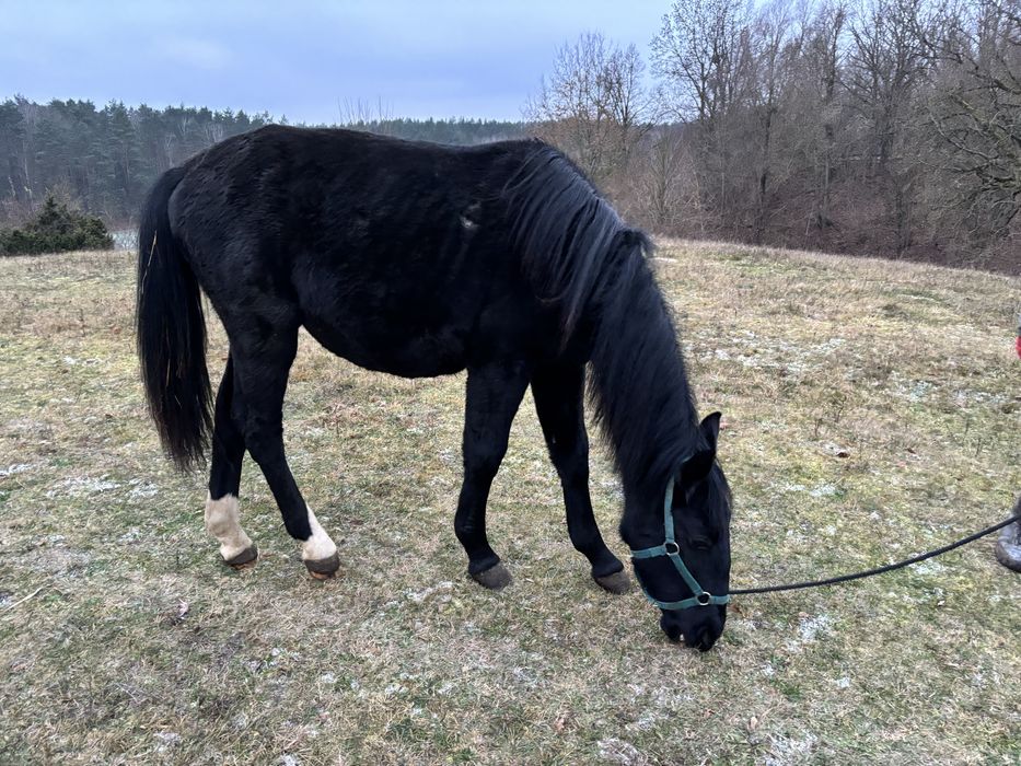 Sprzedam klacz śląska