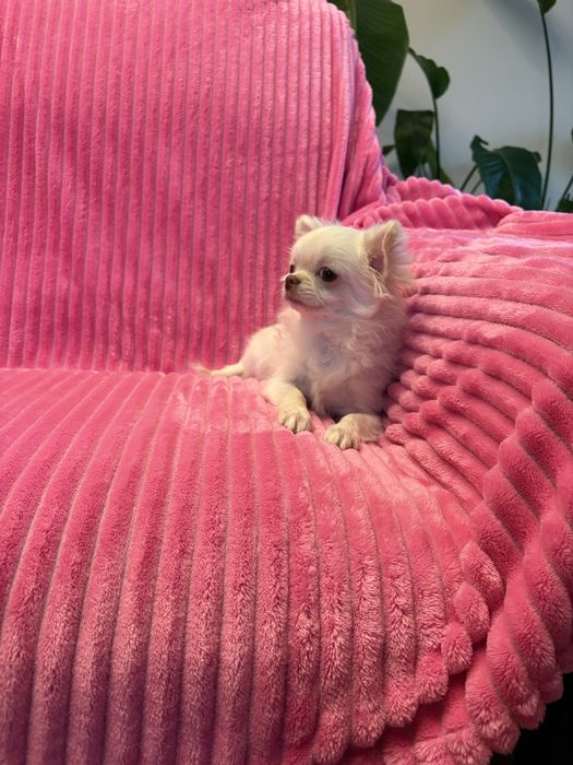 Chihuahua przepiękny 6 miesięczny chłopak