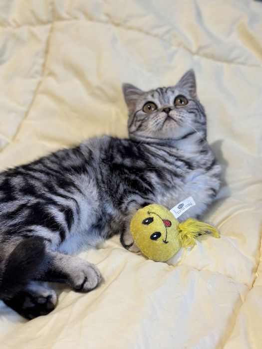 Кошеня шотландське