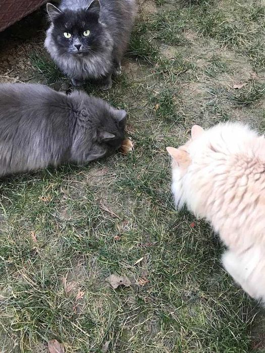 Кіт та кішка ,,нібелунг".