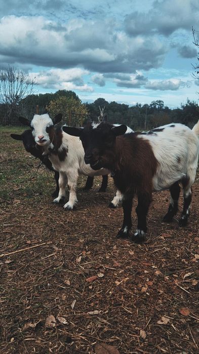 Cabras, Cabras anãs
