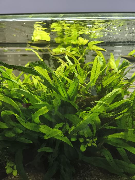 Microsorium pteropus z przycinki