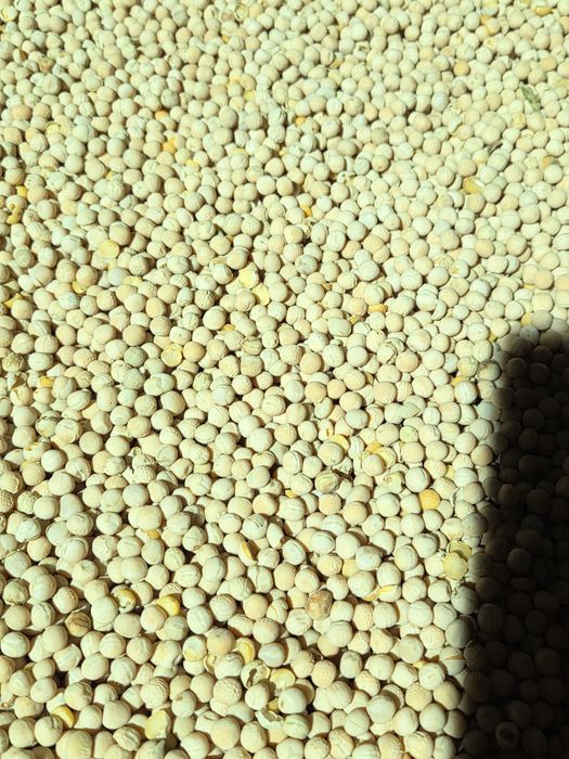 Groch siewny astronaute groszek