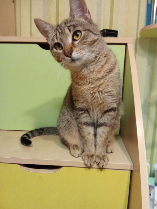 Стерилизованная кошка-подросток табби ищет дом! Котята в хорошие руки