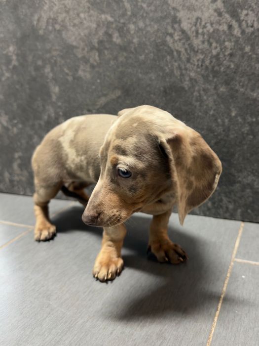 Teckel Femea isabella arlequim miniatura