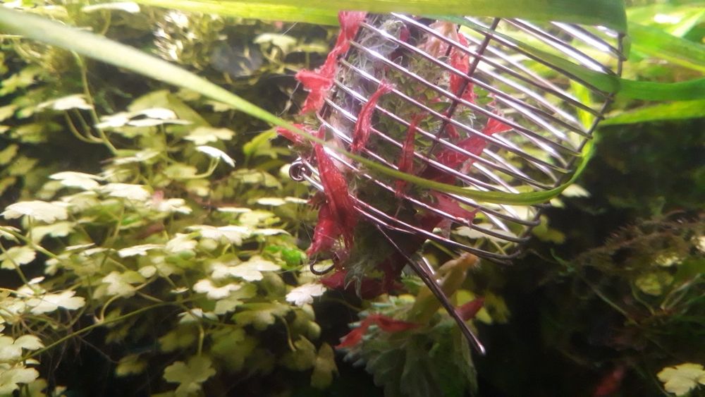 Krewetki red  cherry
