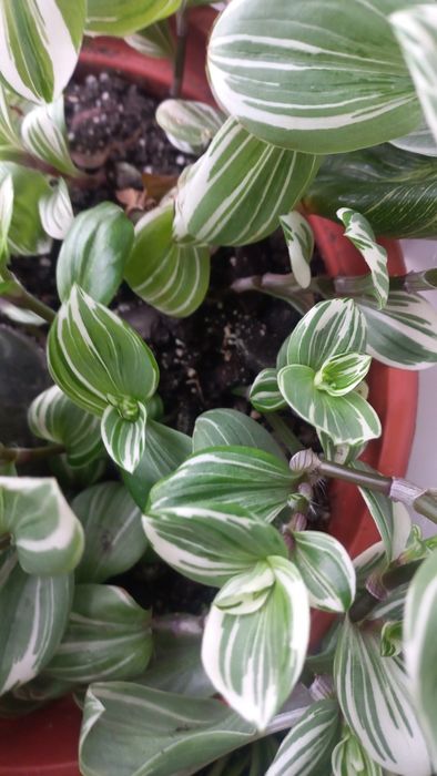 Традесканції різні