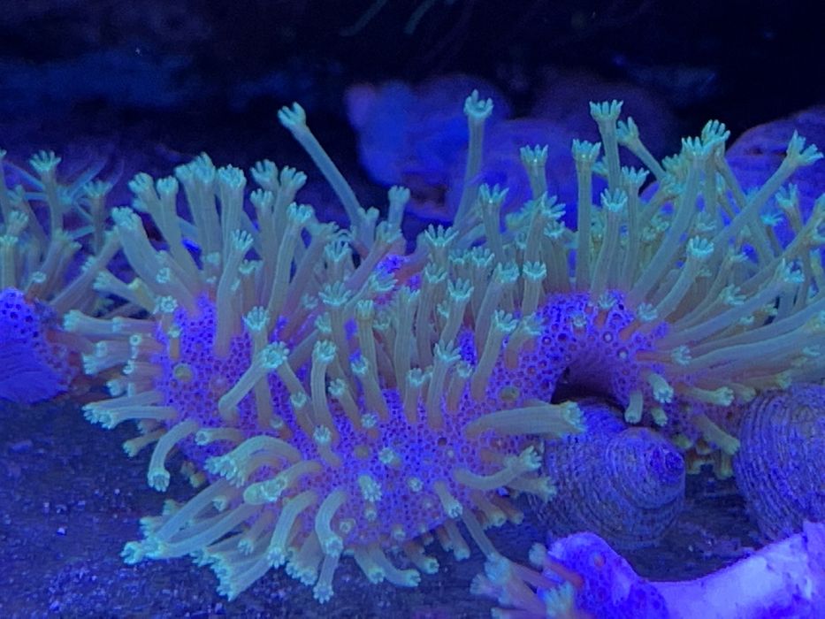 Sarcophyton - green fluo