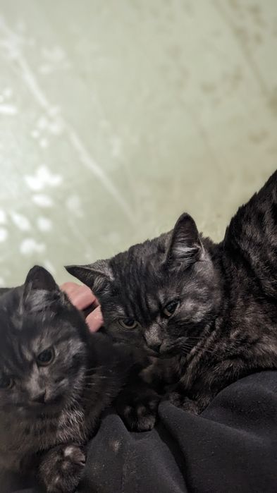 Кошенята кіт і кішка