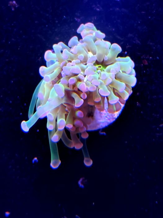 Corais vários frags