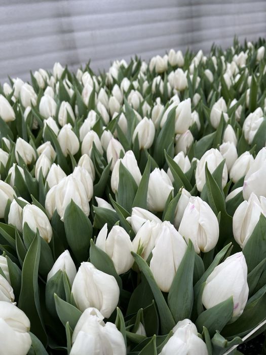 Продам тюльпан опт и розница.