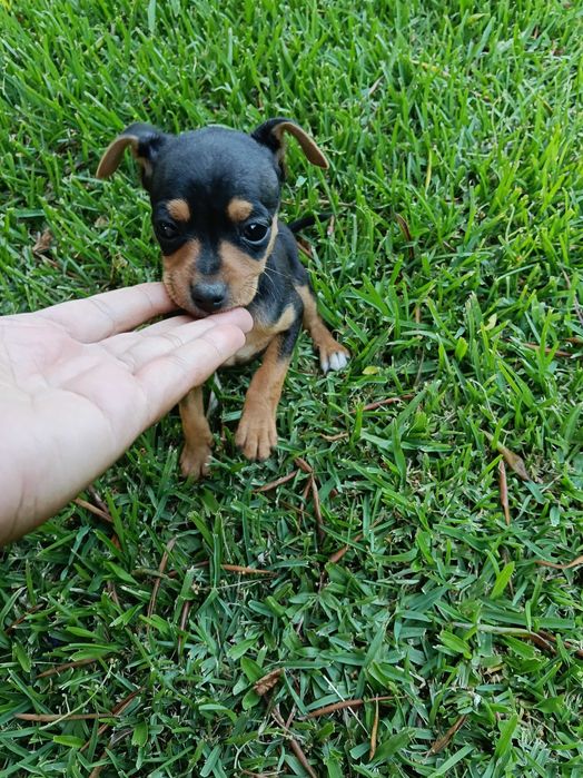 Pinscher macho belíssimo