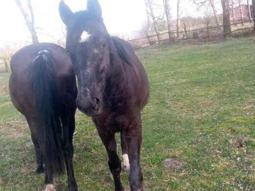 Кобила молода