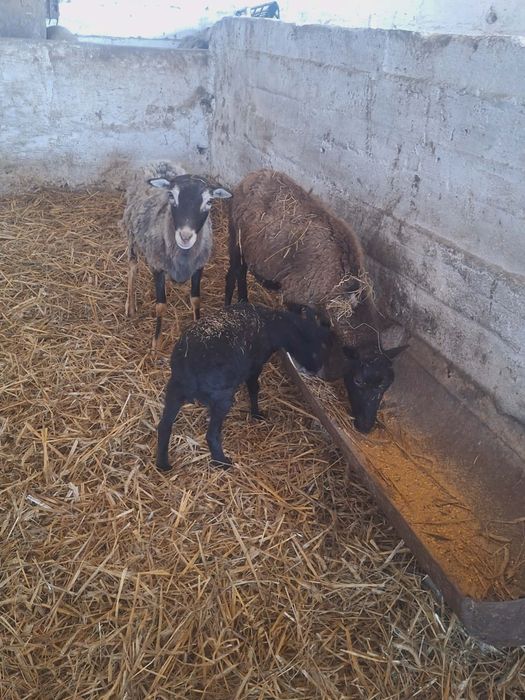 Sprzedam owce i małego baranka