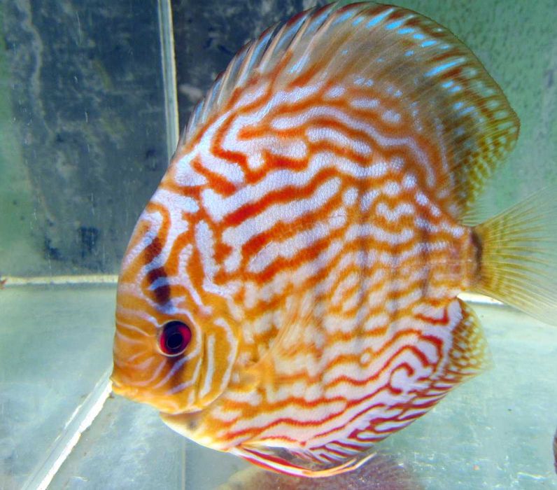 Дискус Кобра, Туркис, Пантера, Leopard от производителя