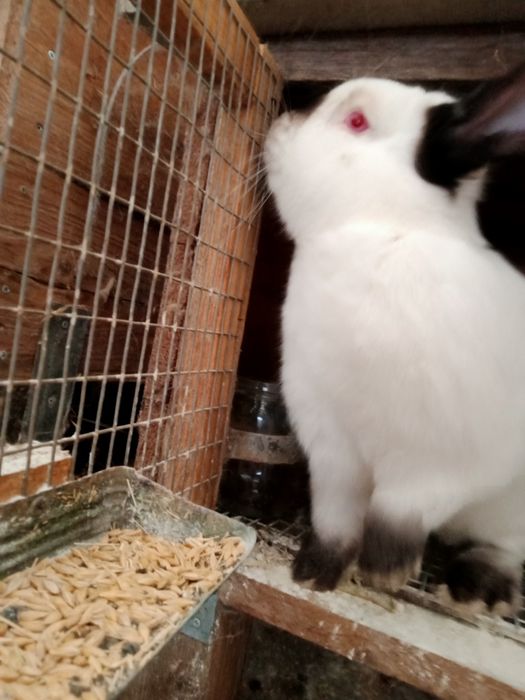 Кролики каліфорнійські  - кроленята, кітні самиці