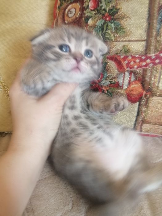 Скоттиш фолд, скоттиш фолд вязка