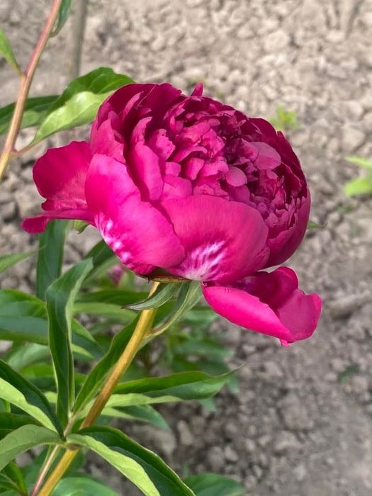 Продам саджанці півонії