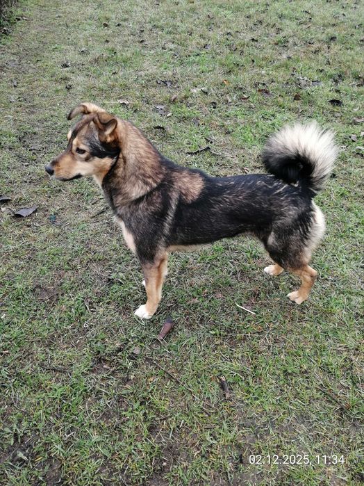 Щенки. 2 девочки. Дніпро