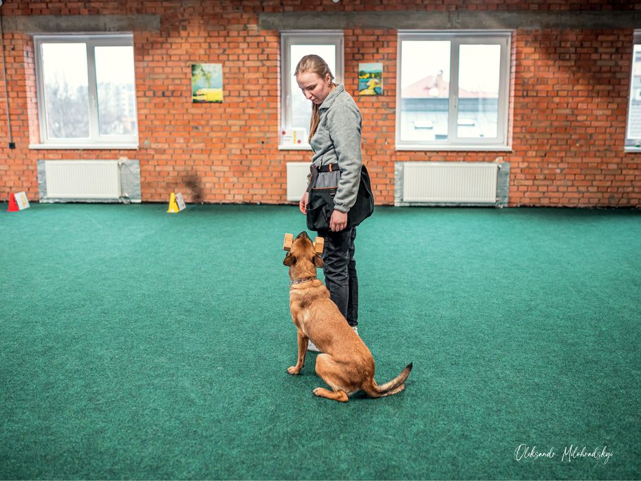 Кінолог Київ. Дресирування собак. Кинолог.Дрессировка собак