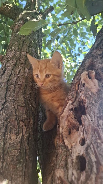 Котики в найдобріші руки