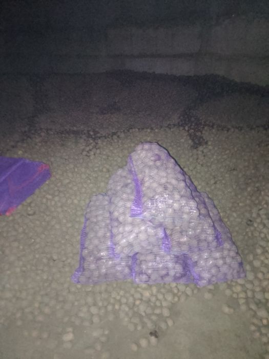 Продам картоплю велику та насіннєву сорт бела роса