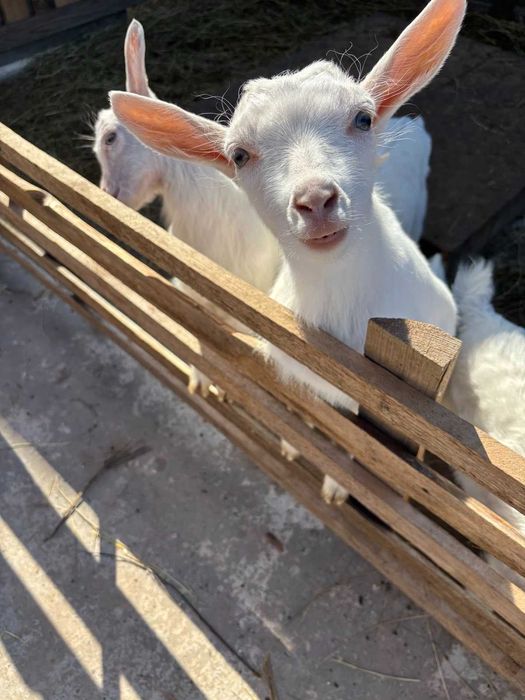 Козлики та кізоньки ламанча/зааненські