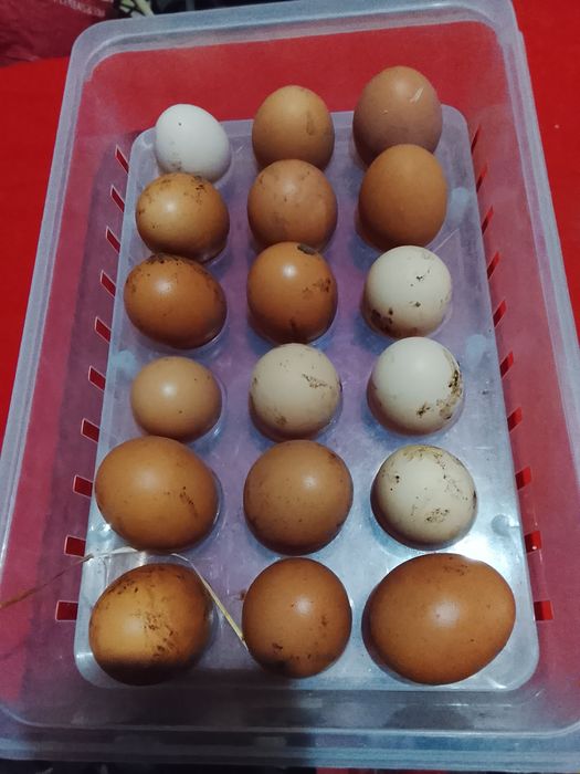 Ovos caseiros de galinha