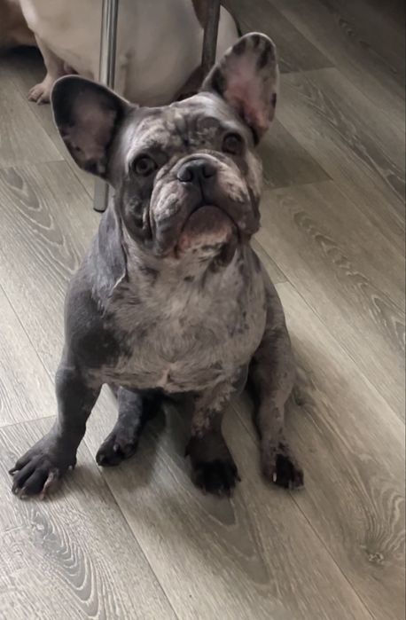 Французкий бульдог три года