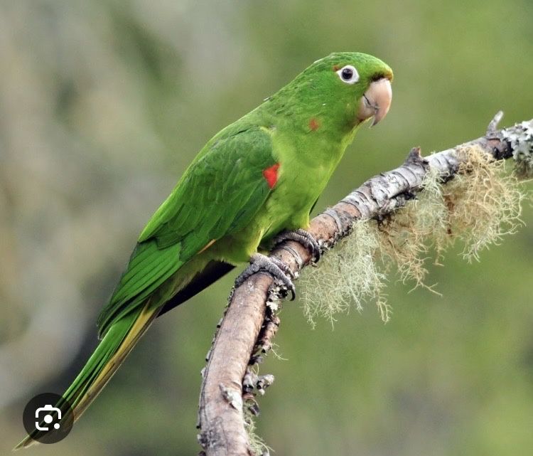 aratinga leucophthalma