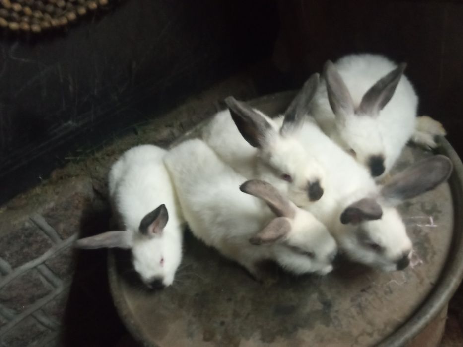 Кролики малеча кролі