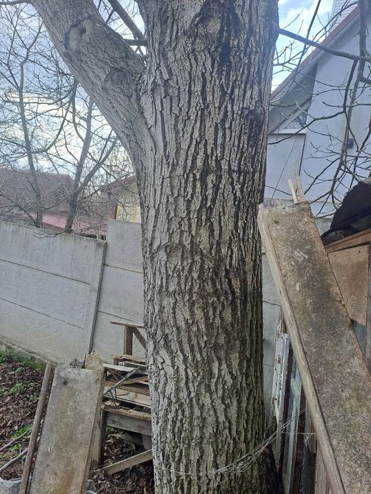Продам дерево горіха Рівне