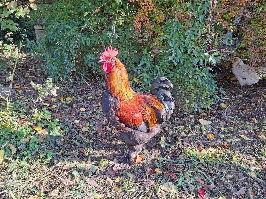 Koguty Marans, Kogut